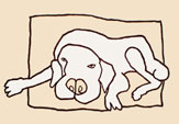 liggende witte hond