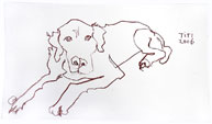 hond